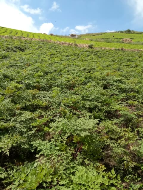 淘宝上刷快手粉_gif快手刷粉器_快手买粉丝