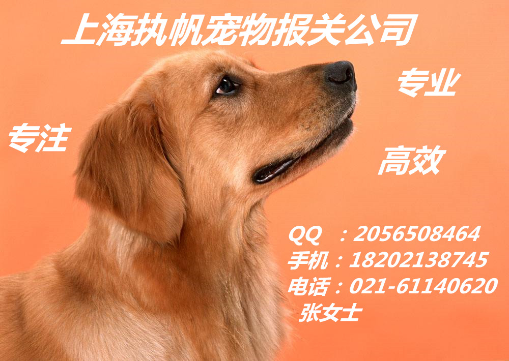 微信买狗狗上当了_微信买狗套路_微信买狗成功案例