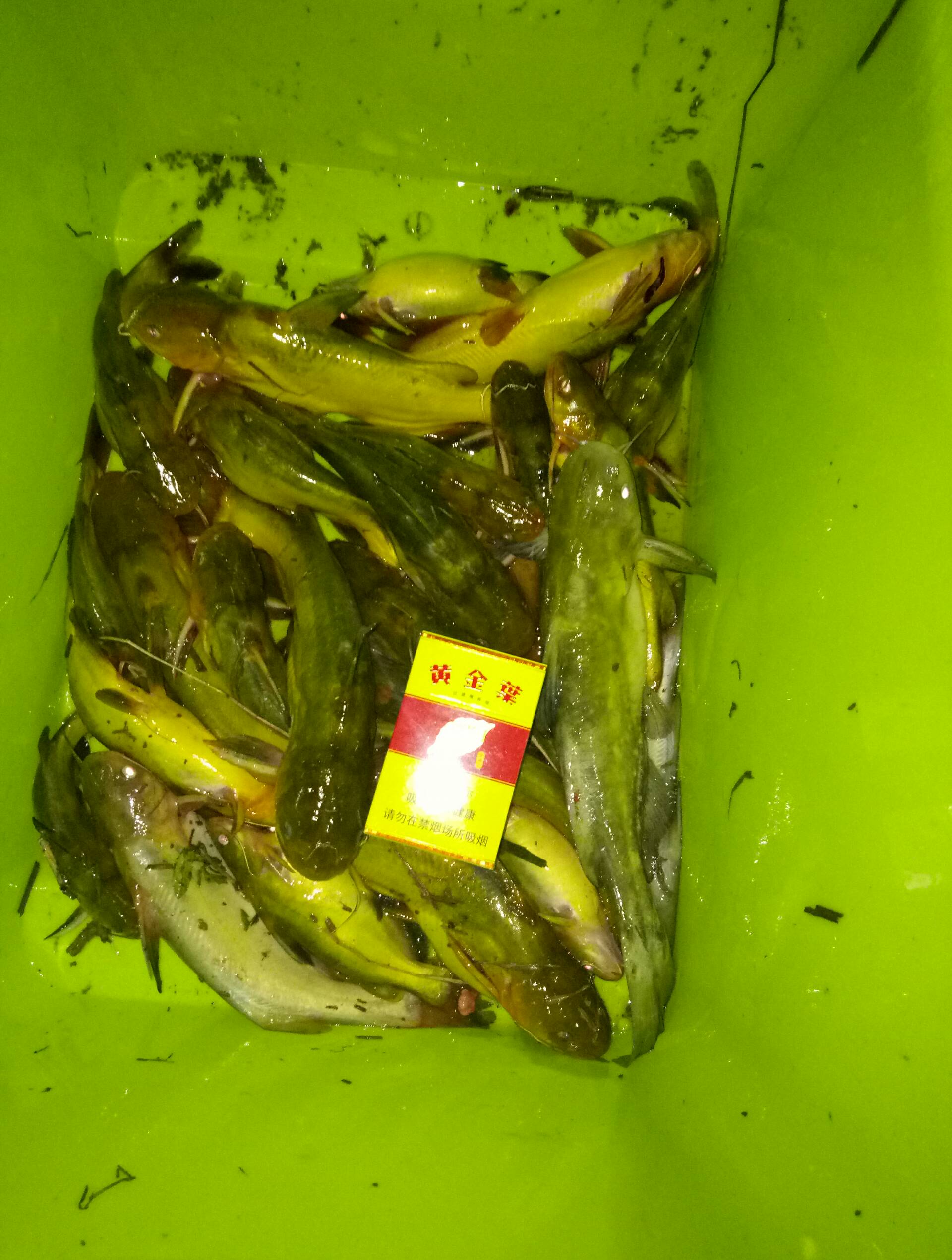 快手上怎么给人点赞_快手平台点赞的赞美之词_快手点赞人员