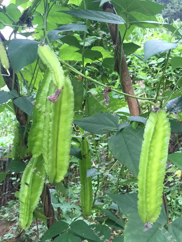 领取赞丝粉快手小时多少钱_快手赞粉丝24小时领取_领取赞丝粉快手小时怎么领