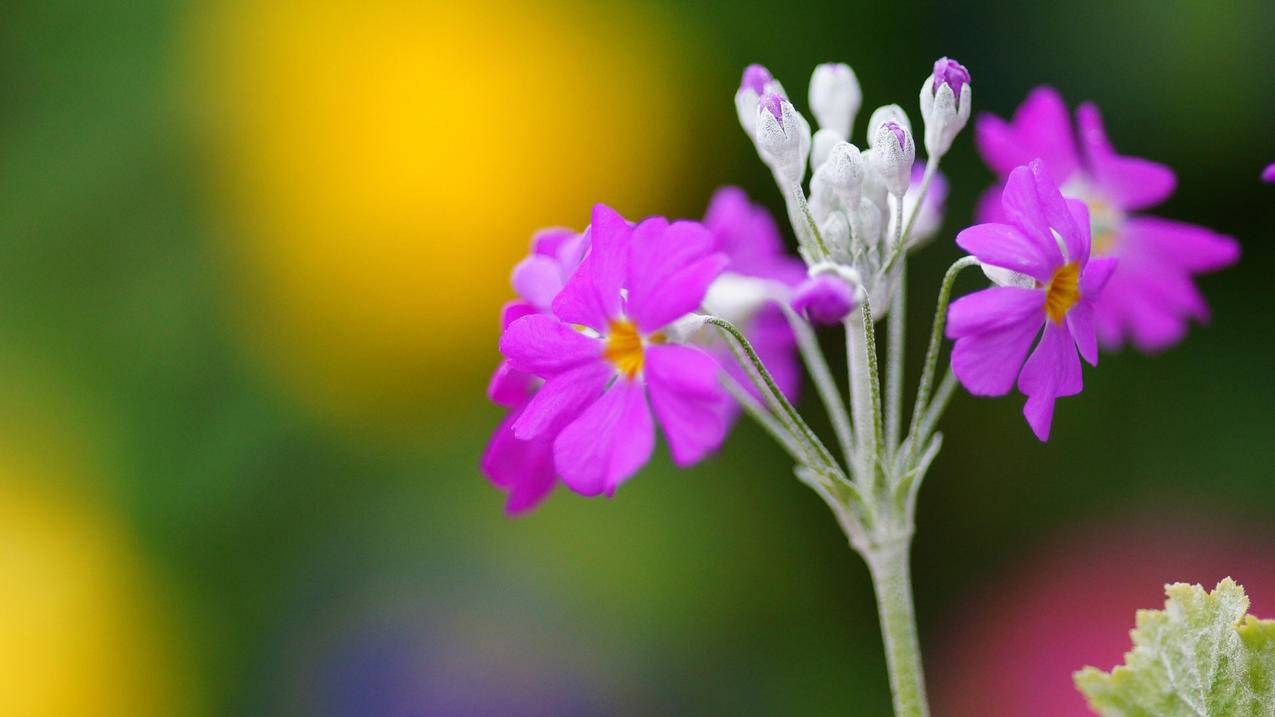 每天免费领快手赞_快手赞粉丝24小时领取_领取赞丝粉快手小时多少钱