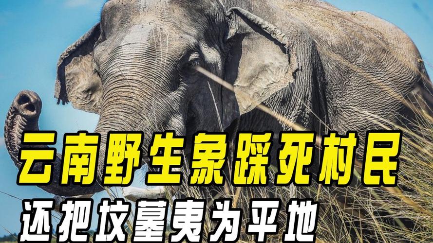 象组词_象象耶_象象耶