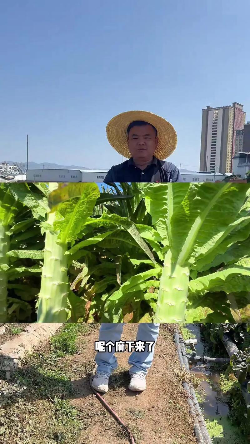 有没有拼多多助力接单群_拼多多助力单是什么意思_拼多多助力接单平台
