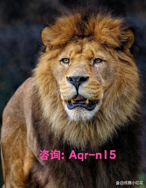 买热度的软件_炎品狮选品软件功能特点_抖音电商智能选品系统